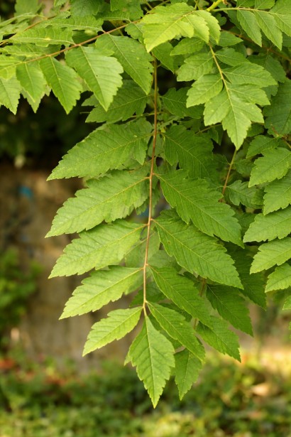 Кельрейтерія волотиста структура листя